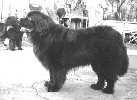 Фото: ньюфаундленд Skarlett Ju (Скарлетт Жу)