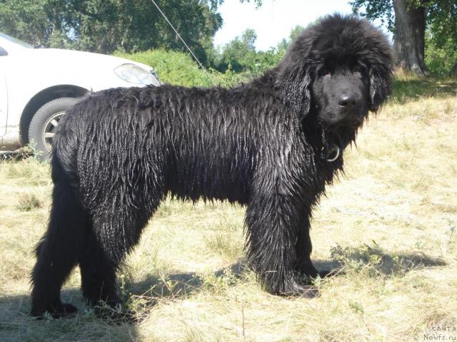 Фото: ньюфаундленд Super Bizon Vodoley (Супер Бизон Водолей)