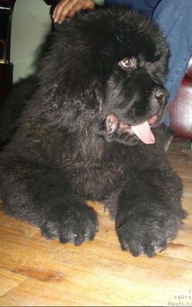 Фото: ньюфаундленд Seabrooks Realized Bulgarian Dream