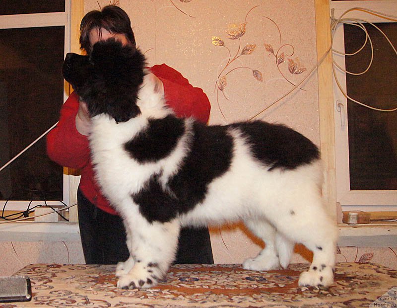 Фотография № 169027