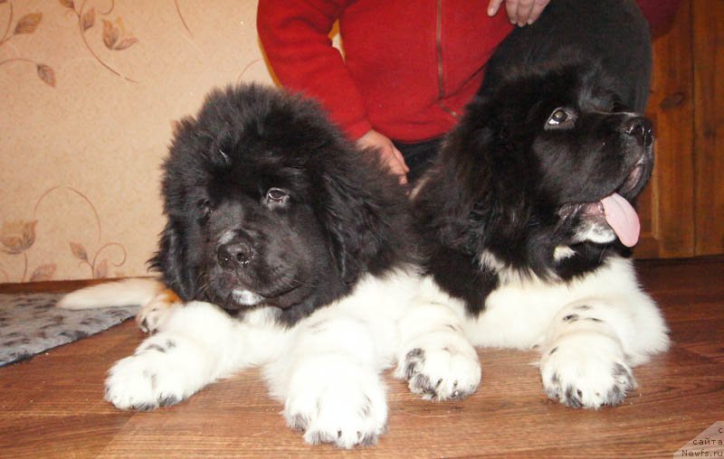 Фотография № 169030