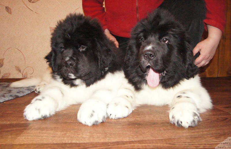 Фотография № 169031