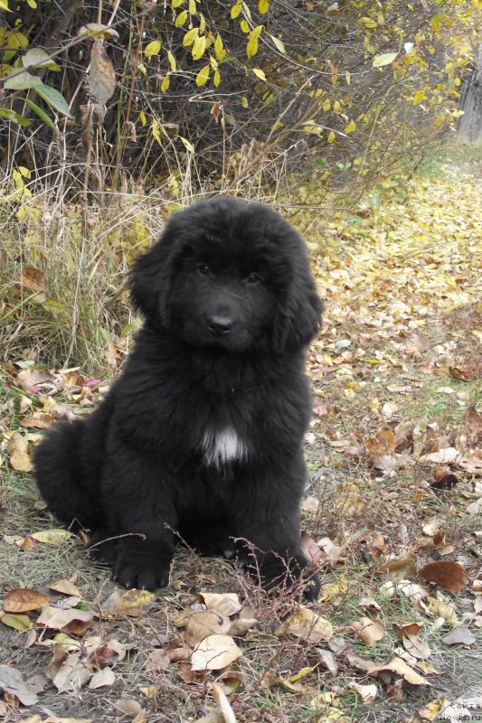 Фотография № 169032