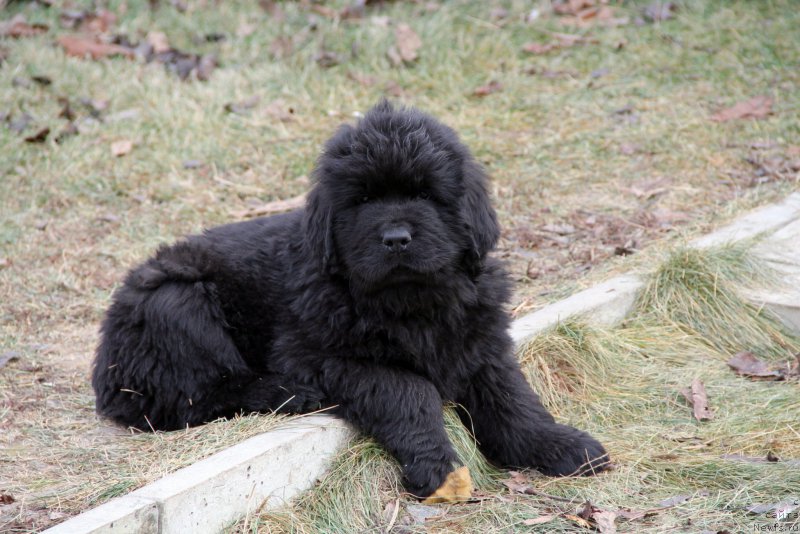 Фото: ньюфаундленд Acclamation Dinastiya Soverchenstva (Акломешон Династия Совершенства), ньюфаундленд Beguschaya po Volnam Regatta Katti Sark (Бегущая по Волнам Регатта Катти Сарк)