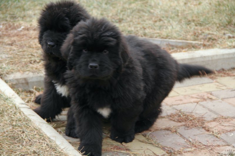 Фото: ньюфаундленд Acclamation Dinastiya Soverchenstva (Акломешон Династия Совершенства), ньюфаундленд Beguschaya po Volnam Regatta Katti Sark (Бегущая по Волнам Регатта Катти Сарк)