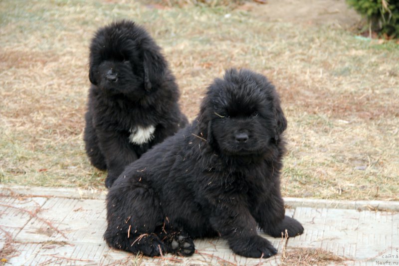 Фото: ньюфаундленд Acclamation Dinastiya Soverchenstva (Акломешон Династия Совершенства), ньюфаундленд Beguschaya po Volnam Regatta Katti Sark (Бегущая по Волнам Регатта Катти Сарк)