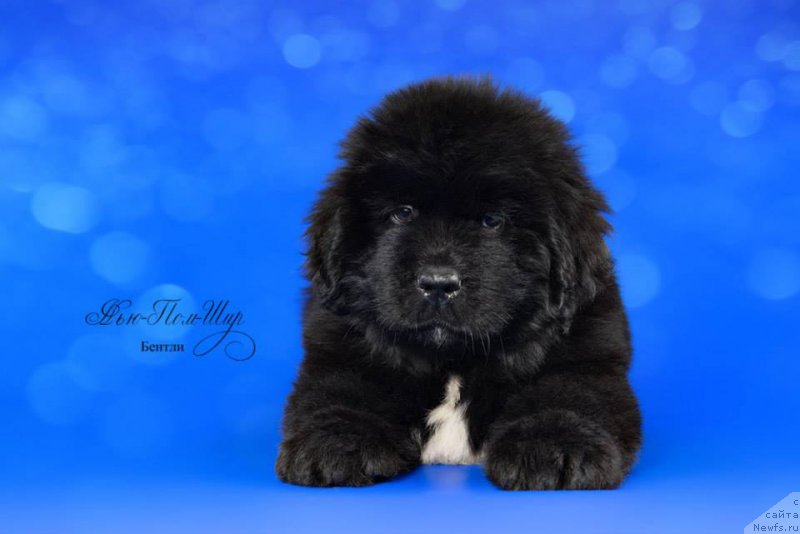 Фото: ньюфаундленд N'yu-Pom-SHir Bentli Grand (Нью-Пом-Шир Бентли Гранд)