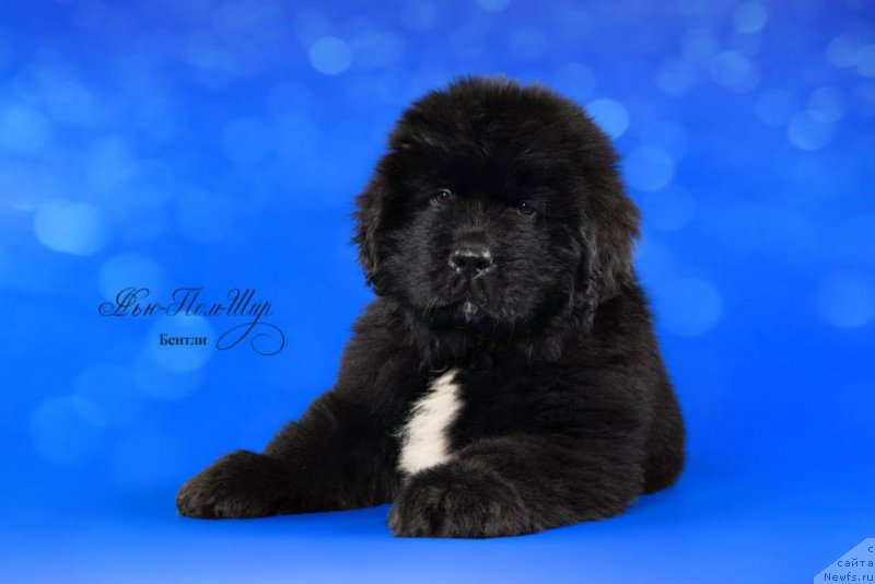 Фото: ньюфаундленд N'yu-Pom-SHir Bentli Grand (Нью-Пом-Шир Бентли Гранд)