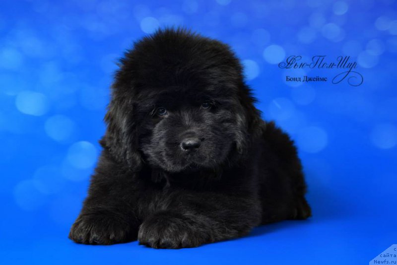 Фото: ньюфаундленд N'yu-Pom-SHir Bond Djeyms (Нью-Пом-Шир Бонд Джеймс)