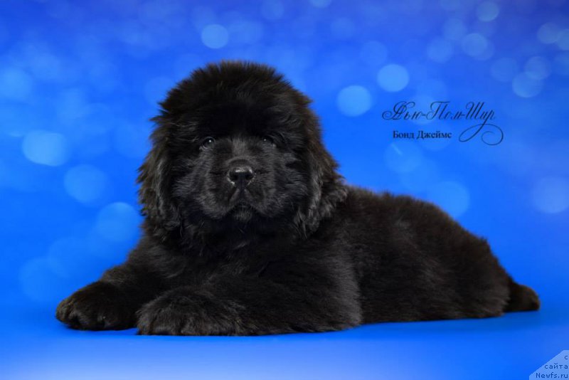 Фото: ньюфаундленд N'yu-Pom-SHir Bond Djeyms (Нью-Пом-Шир Бонд Джеймс)