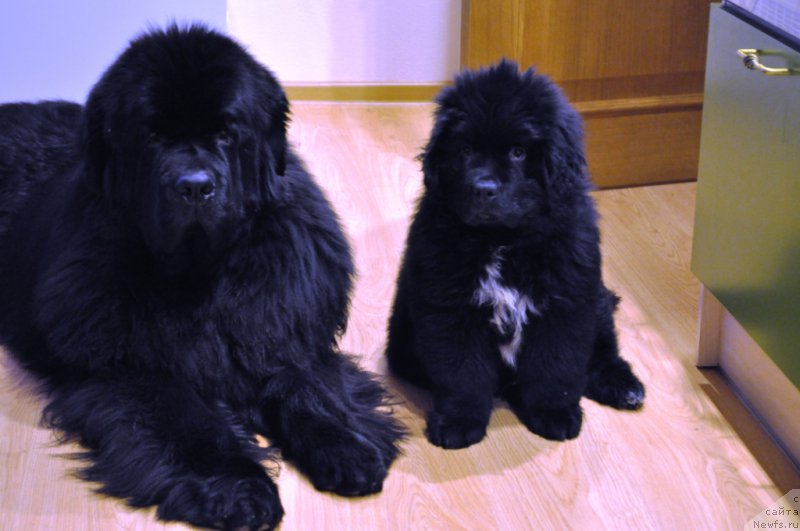 Фотография № 169059