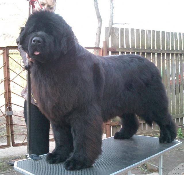 Фото: ньюфаундленд Vendi (Венди)