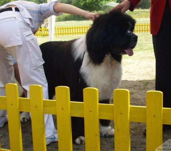 Фото: ньюфаундленд Mississippi-Missouri Different BW