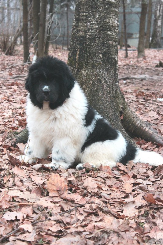 Фото: ньюфаундленд Super Bizon Malina (Супер Бизон Малина)