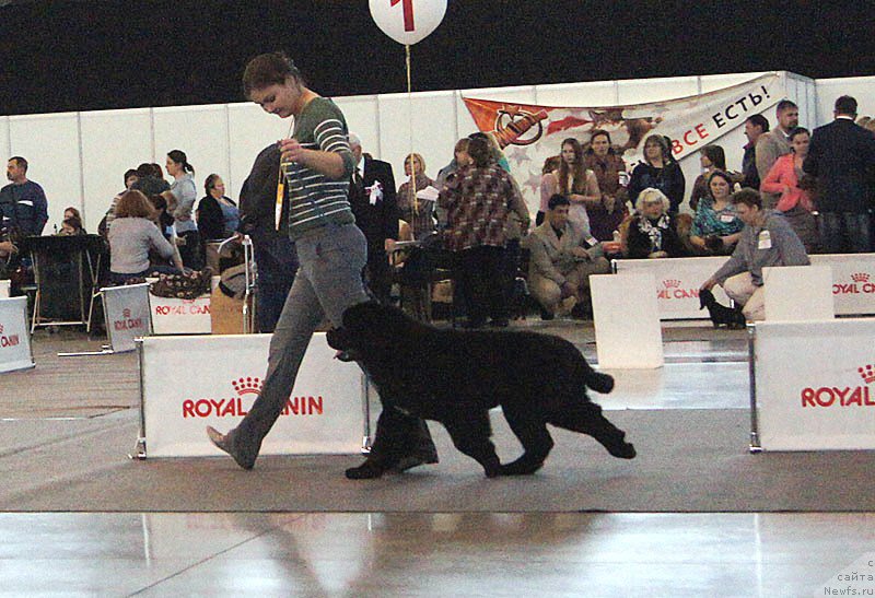 Фото: ньюфаундленд Akvian Song Okeanik Vind (Аквиан Сонг Океаник Винд)