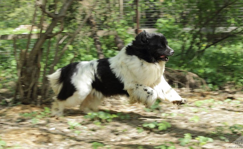 Фото: ньюфаундленд Callistos Blitzen