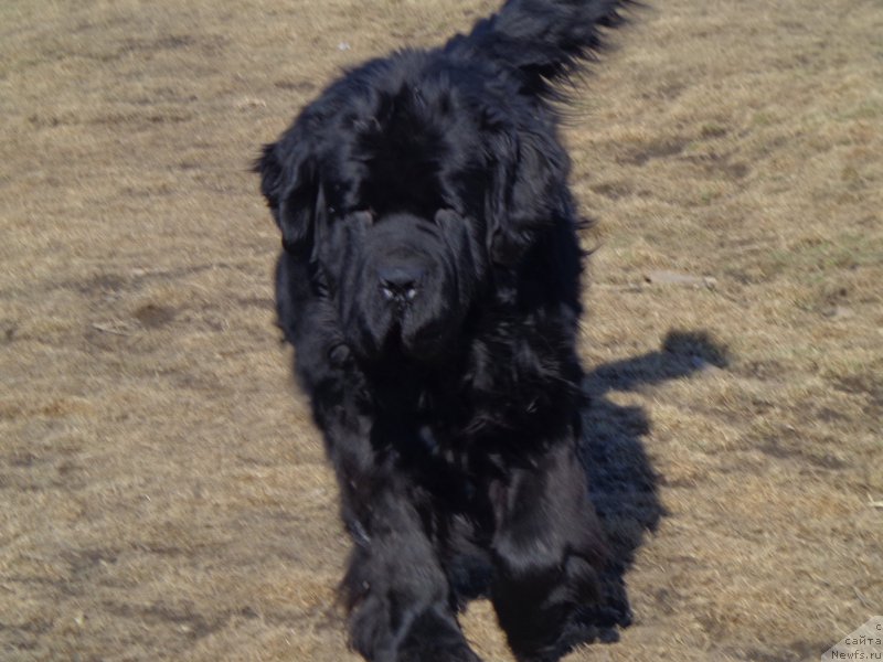 Фото: ньюфаундленд Super Premium Liniel Daylirring (Супер Премиум Линиэль Дайлиррин)