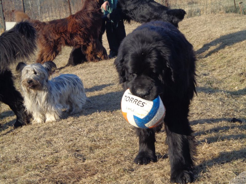 Фото: ньюфаундленд Viski Red Label Veps (Виски Ред Лейбл Вепс)