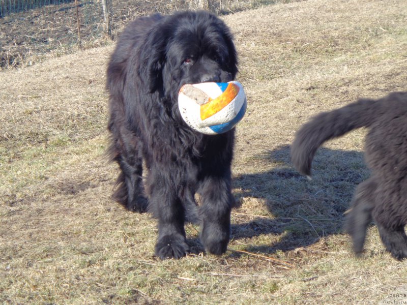 Фото: ньюфаундленд Viski Red Label Veps (Виски Ред Лейбл Вепс)