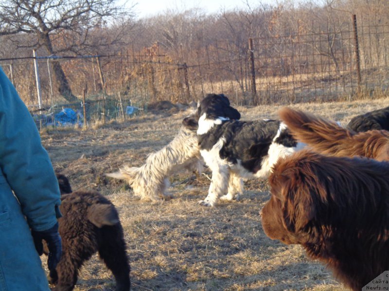 Фото: ньюфаундленд Super Premium Litoniel Vallaninor (Супер Премиум Литониэль Валланинор)