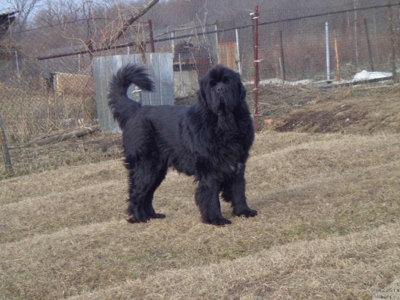 Фото: ньюфаундленд Super Premium Mikado (Супер Премиум Микадо)