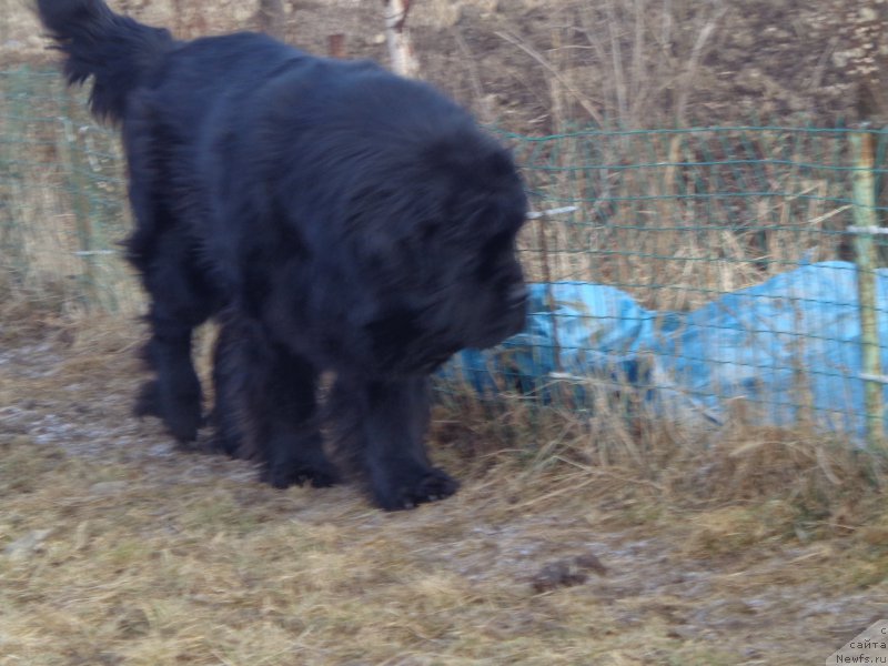 Фото: ньюфаундленд Super Premium Mikado (Супер Премиум Микадо)