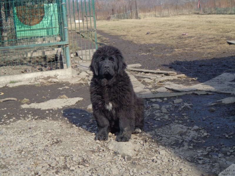 Фото: ньюфаундленд Viktorius Smayl (Викториус Смайл)