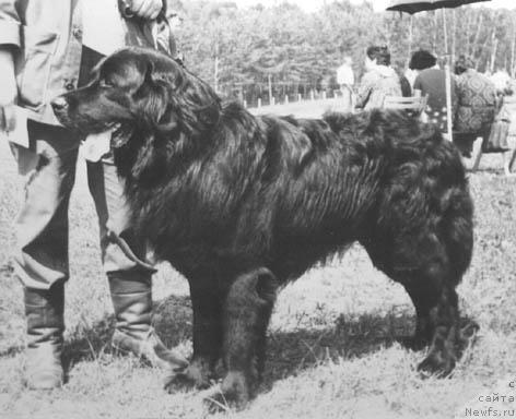 Фото: ньюфаундленд Teyk Ir Far (Тейк Ир Фар)