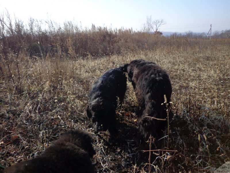 Фото: ньюфаундленд Viski Red Label Veps (Виски Ред Лейбл Вепс), ньюфаундленд Viktorius Smayl (Викториус Смайл)