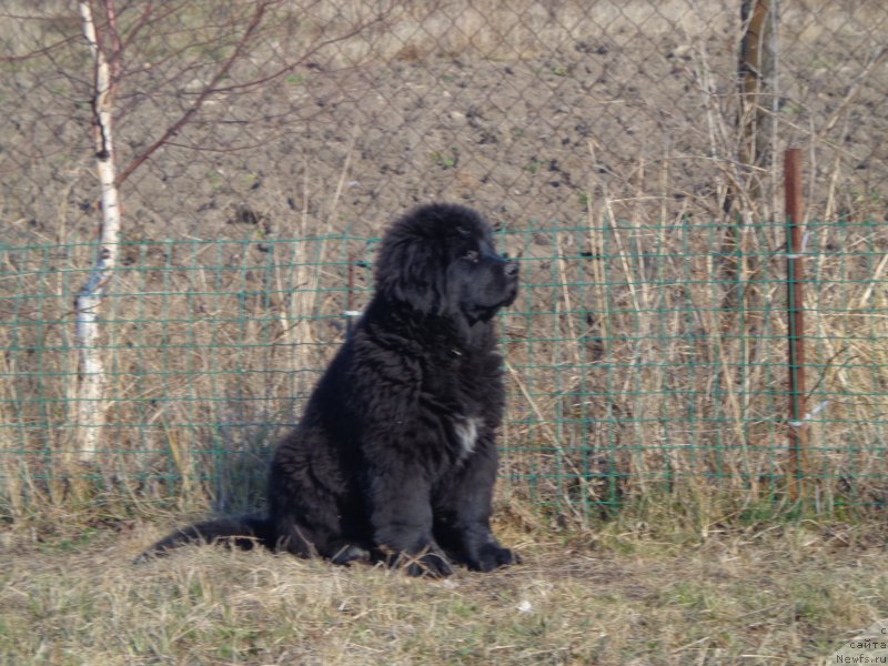 Фото: ньюфаундленд Viktorius Smayl (Викториус Смайл)