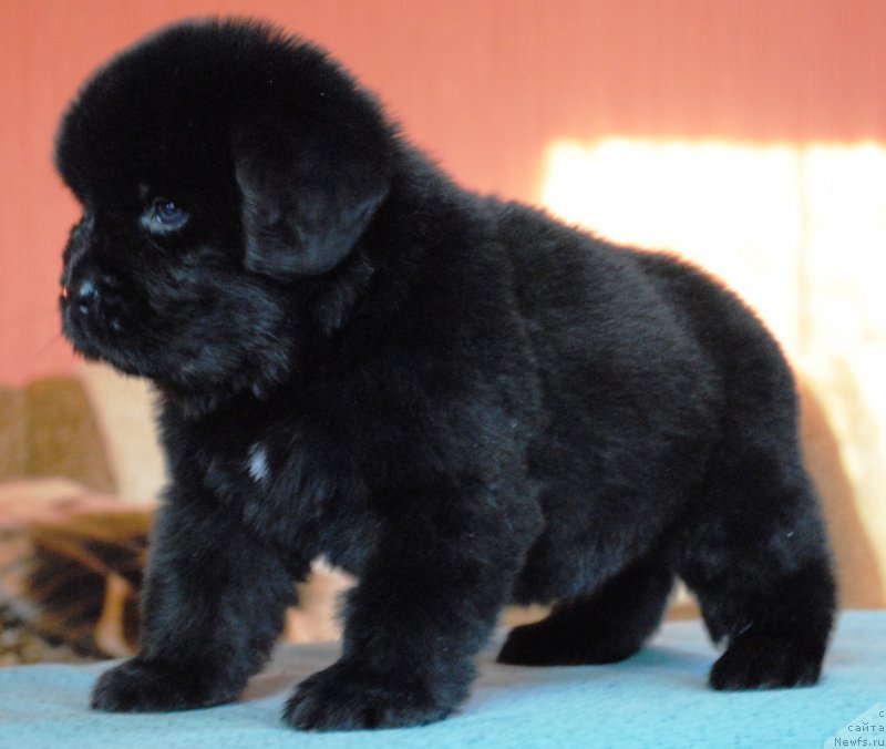 Фото: ньюфаундленд Moya Stihiya Irbis Pokoritel' Vershin (Моя Стихия Ирбис Покоритель Вершин)