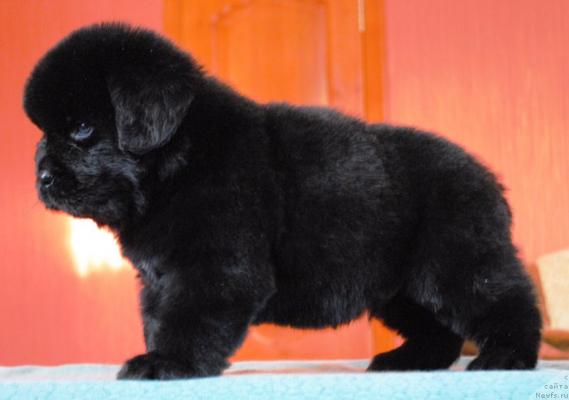 Фото: ньюфаундленд Moya Stihiya Irbis Pokoritel' Vershin (Моя Стихия Ирбис Покоритель Вершин)