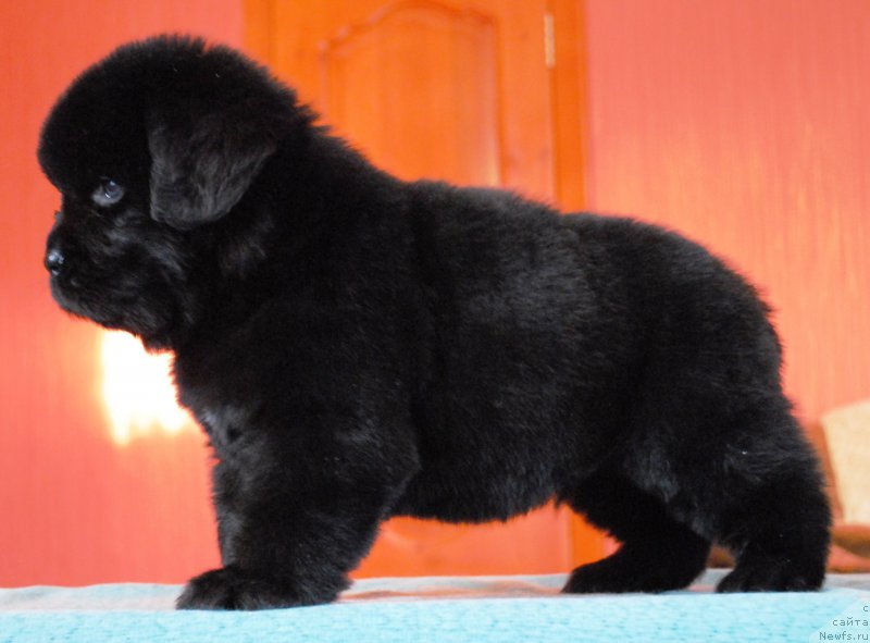 Фото: ньюфаундленд Moya Stihiya Irbis Pokoritel' Vershin (Моя Стихия Ирбис Покоритель Вершин)