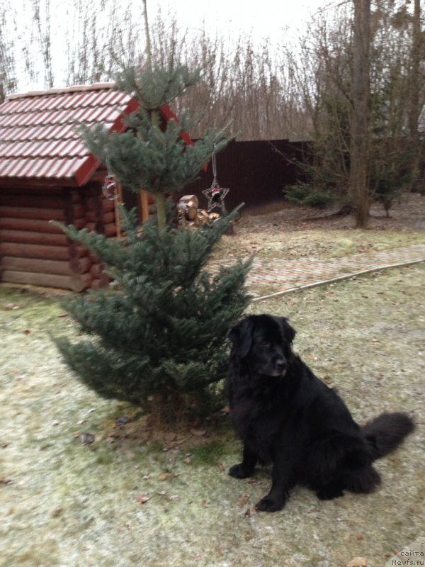 Фото: ньюфаундленд Bonni Flayt (Бонни Флайт)