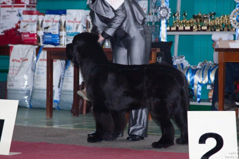 Фото: ньюфаундленд Beguschaya po Volnam Elegant Elizabeth (Бегущая по Волнам Елегант Елизабетх)