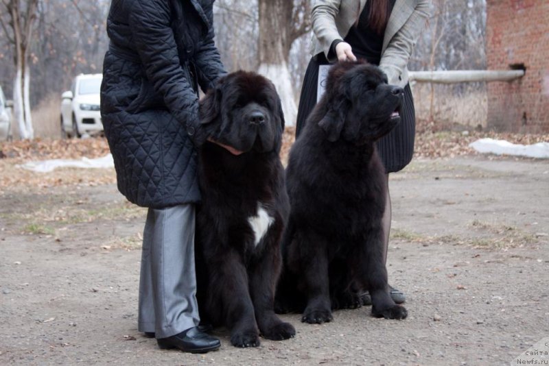 Фото: ньюфаундленд Beguschaya po Volnam Elegant Elizabeth (Бегущая по Волнам Елегант Елизабетх), ньюфаундленд Amber CHarm Olimpiada (Амбер Чарм Олимпиада)