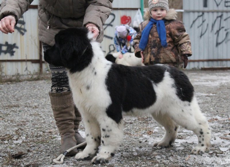 Фото: ньюфаундленд Mag Ispolin Onega (Маг Исполин Онега)