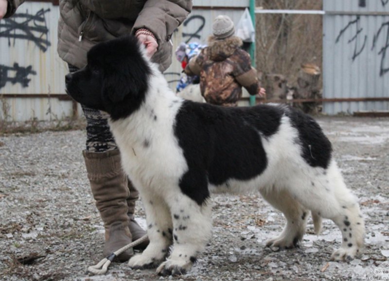 Фотография № 169145