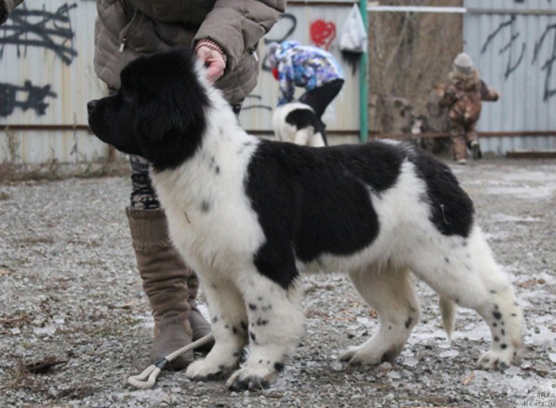 Фотография № 169146