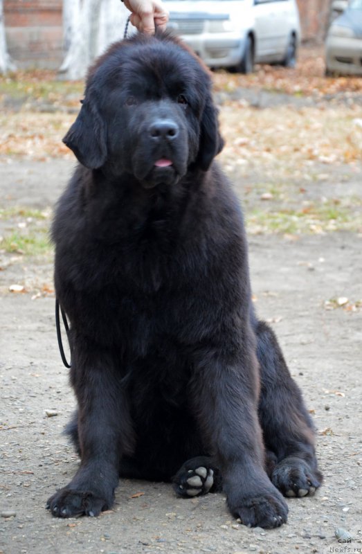 Фотография № 169152