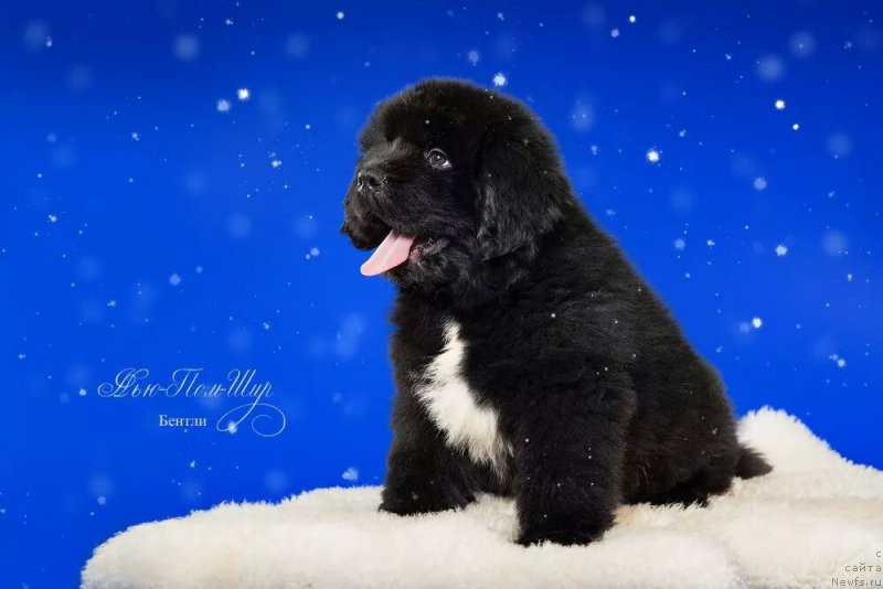 Фото: ньюфаундленд N'yu-Pom-SHir Bentli Grand (Нью-Пом-Шир Бентли Гранд)