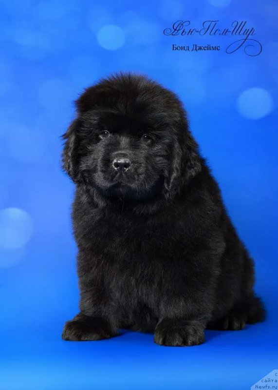 Фото: ньюфаундленд N'yu-Pom-SHir Bond Djeyms (Нью-Пом-Шир Бонд Джеймс)