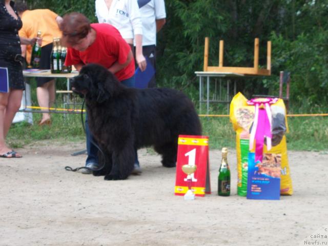 Фото: ньюфаундленд Empress Winner iz Medvejyego Yara (Емприсс Виннер из Медвежьего Яра), Nadejda Strel'cova (Надежда Стрельцова)