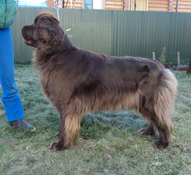 Фото: ньюфаундленд Van Len Taym Jenev'eva (Ван Лен Тайм Женевьева)