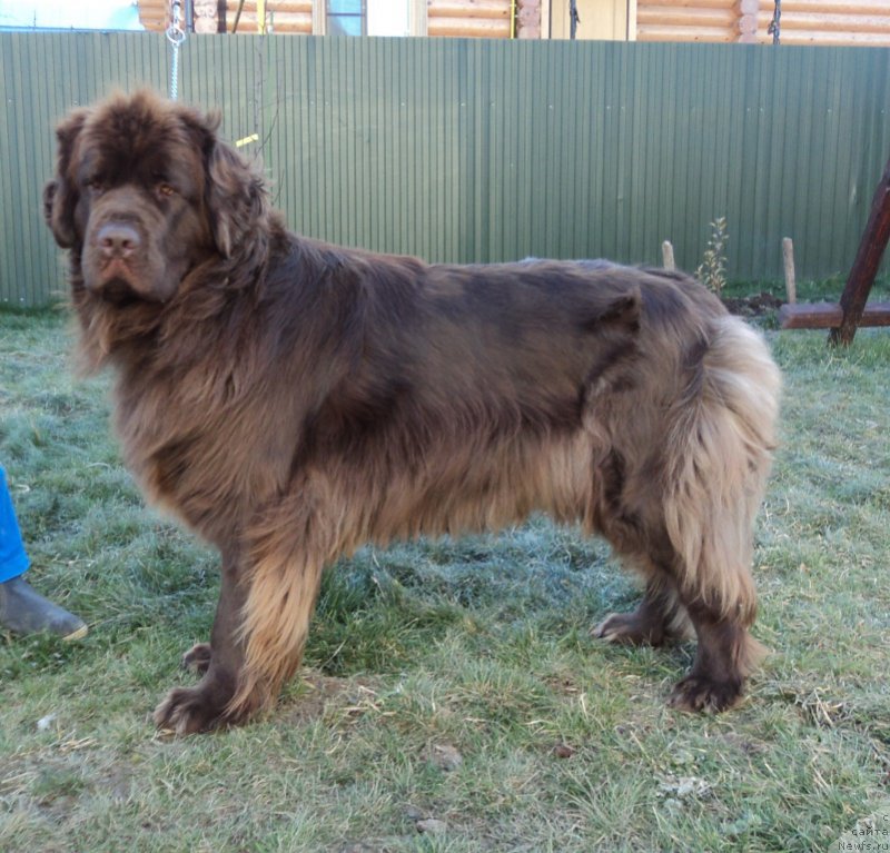 Фото: ньюфаундленд Van Len Taym Jenev'eva (Ван Лен Тайм Женевьева)