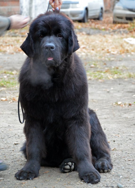 Фотография № 169183