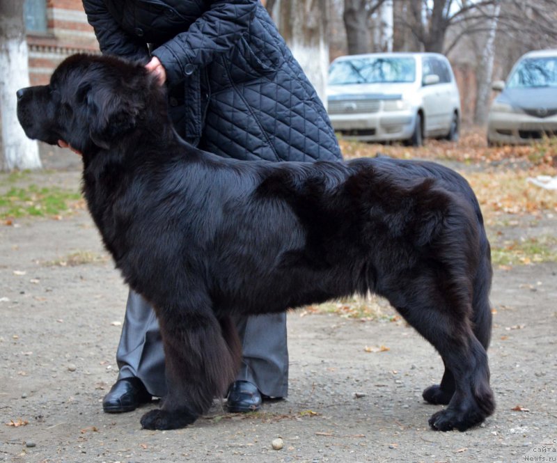 Фото: ньюфаундленд Beguschaya po Volnam Elegant Elizabeth (Бегущая по Волнам Елегант Елизабетх)