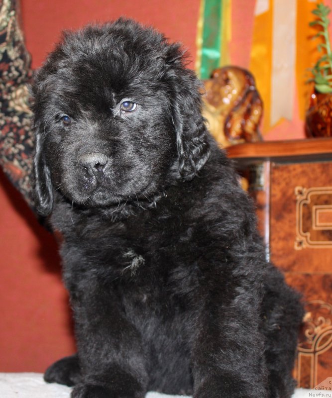 Фото: ньюфаундленд Neydjel Lakki Pet (Нейджел Лакки Пет)