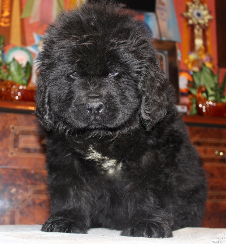 Фото: ньюфаундленд Numa Layf Gard (Нума Лайф Гард)