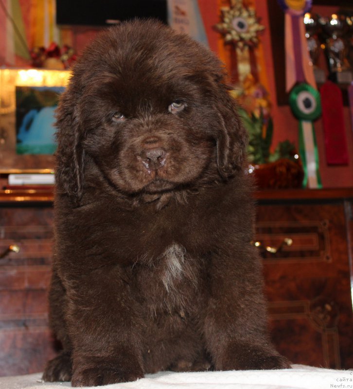 Фото: ньюфаундленд Nyesh Sollar Vind (Нэш Соллар Винд)